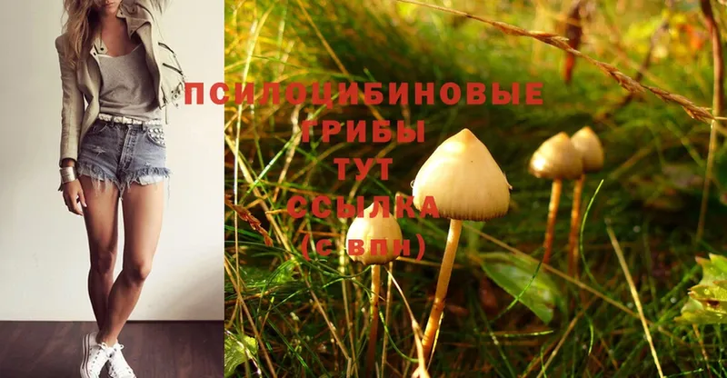 купить  сайты  Ак-Довурак  Галлюциногенные грибы Psilocybine cubensis 